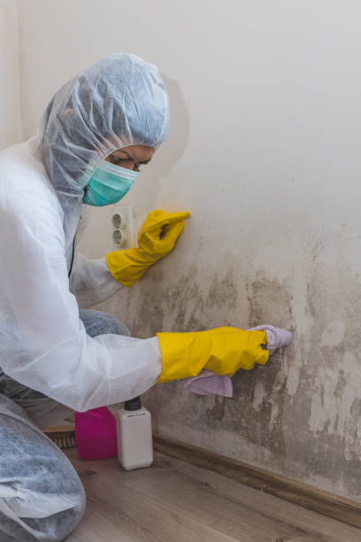 Best Mold Remediation for Healthcare Facilities  in Montgomery, IN