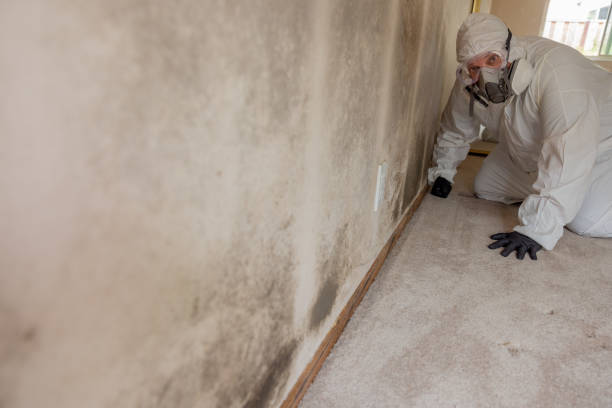 Best Forensic Mold Investigation  in Montgomery, IN